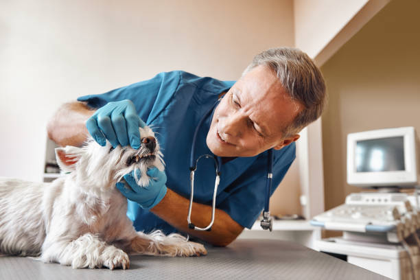 Best Emergency Dental Care for Broken or Chipped Teeth in Mather, CA